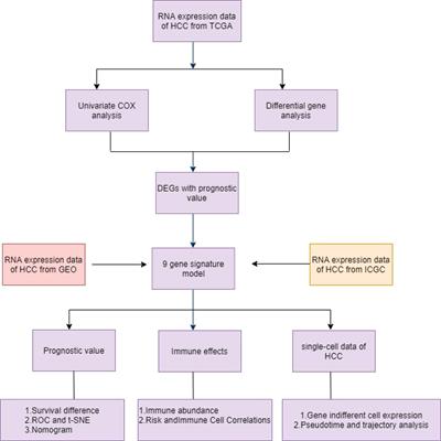 Identification of a novel histone phosphorylation prognostic signature in hepatocellular carcinoma based on bulk and single-cell RNA sequencing